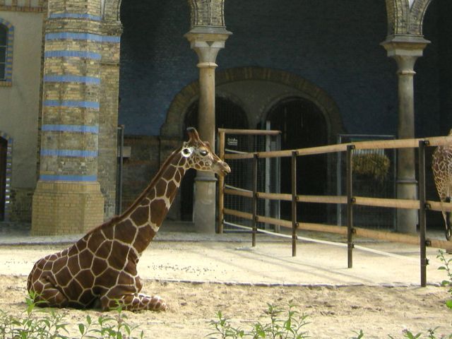 zooberlin_giraffe_up1.jpg