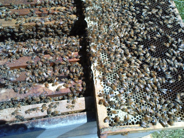bees in hive 1.jpg