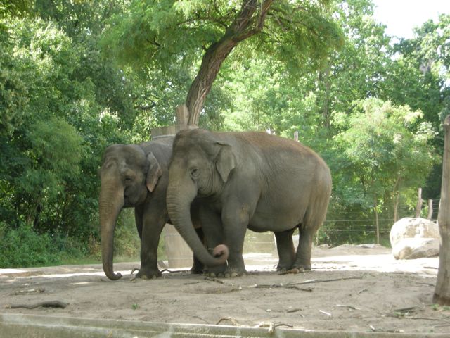 berlinzoo_elephant.jpg