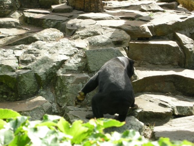 zooberlin_bear06.jpg