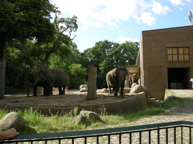 zooberlin_elephant02.jpg