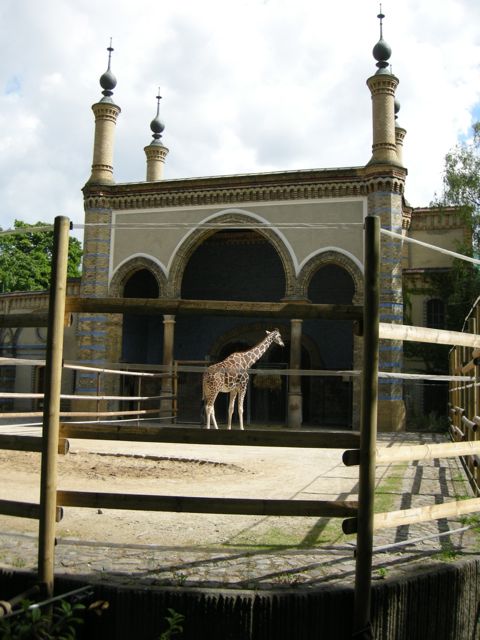 zooberlin_giraffe1.jpg