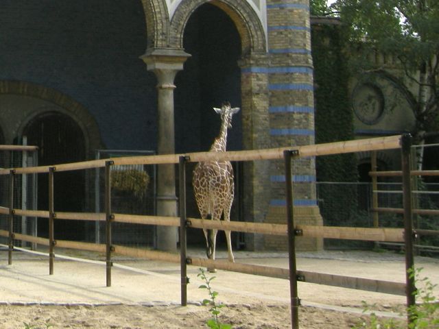 zooberlin_giraffe_up2.jpg