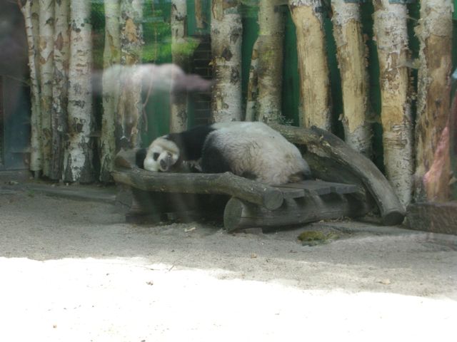 zooberlin_panda.jpg